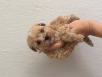 A kalite Maltipoo