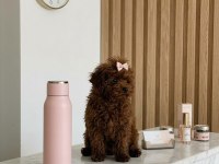 Teacup Kore Hatlı Dişi Poodle Pasaportlu ve Çipli