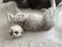Fold iki oğlan scottish fold