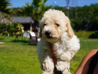 Akıllı ve Tüy Dökmeyen Karakteriyle Maltipoo Yavrusu