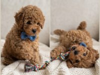 Safkan Toy Poodle Köpeği