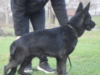 Secereli show line kan hattına sahip alman çoban köpeği