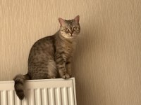 British shorthair Ankara ve çevresi ücretsiz sahiplendirme