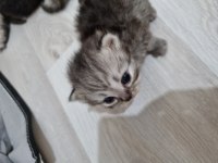 YAVRU CHİNCHİLLA