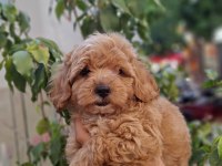 Maltipoo Yavrularımız Irk Ve Sağlık Garantili
