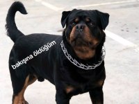 Macar koca kafa rottweiler