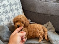 KİLO GARANTİLİ TOY POODLE YAVRULARIMIZ