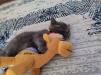 2 aylık erkek british shorthair