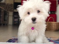 Orjinal maltese yavrular