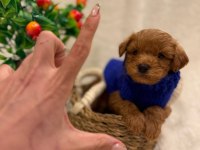 Aşılı maltipoo yavrularda kampanya