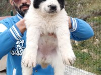 DİKKAT ÇEKEN ALABAY YAVRULARI