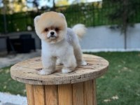 GÖZ KAMAŞTIRAN kar beyaz ayı surat pomeranian minnoşlar