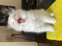 MÜKEMMEL RAGDOLL YAVRULAR