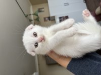Scottish fold kehribar göz kardeşler