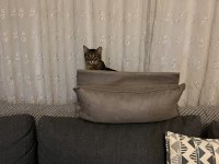 Tekir kedimiz Nemo için aile arıyoruz