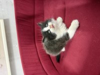 British Longhair Bicolor Sevimli Yavrular