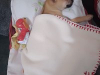 50 günlük pinscher