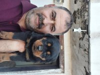 Macar koca kafa rottweiler yavrumuz