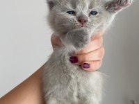 British shorthair yavrular 3 dişi 1 erkek