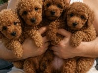 Güzeler güzeli Poodle bebekler