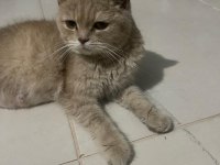 2. yaşında ücretsiz dişi british shorthair acil