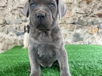 Evinizin neşesi cane corso her yere kapıda öde