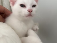 2 Beyaz safkan ırk british shorthair dişilerimiz