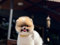 Sağlık Ve Irk Garantili Pomeranian