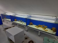Toplu sahiplendirme tropheus