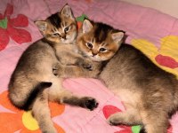 British longhair yavrularımızı sahiplendiriyoruz