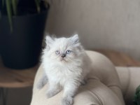SEVİMLİ SURAT BRİTİSH LONGHAİR BLUE POİNT