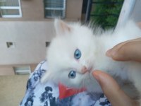 British longhair