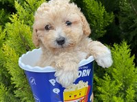 Kore kanı maltipoo yavrularımız
