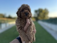 Erkek ve dişi dark toy poodle yavrular