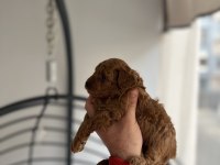 Red toy Poodle