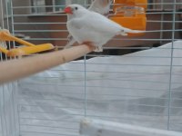 Hazır çift ispinoz