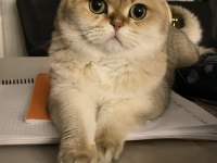 British Shorthair Golden 2 Yaşında