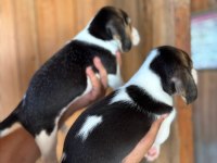Muhteşem beagle bebişler