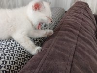 Blue point scottish fold bebişler