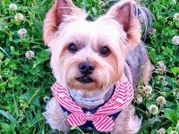 Çok uyguna süs köpeği