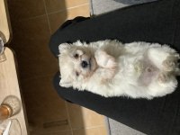 45 günlük maltipoo yavrular