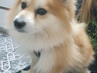 Pomeranian alman spitz karma