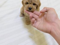 IRK GARANTİLİ MALTİPOO YAVRULARI