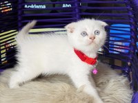 Scottish Fold Blue Point