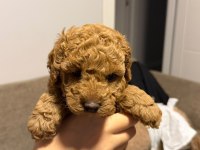 Sevgi Dolu Poodle Yuvalarını Arıyorlar