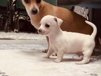 En güzel chihuahua bebek