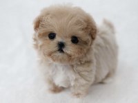 TR DE TEK ÖZEL MALTIPOO YAVRULARIMIZ