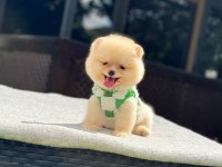 Yavru Pomeranian Boolarımız