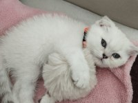 Satılık scottish fold
