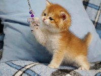 Ankranın en güzel ny12 golden british shorthair yavruları